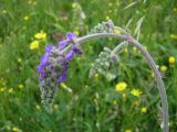 Смотреть изображение Salvia nutans
