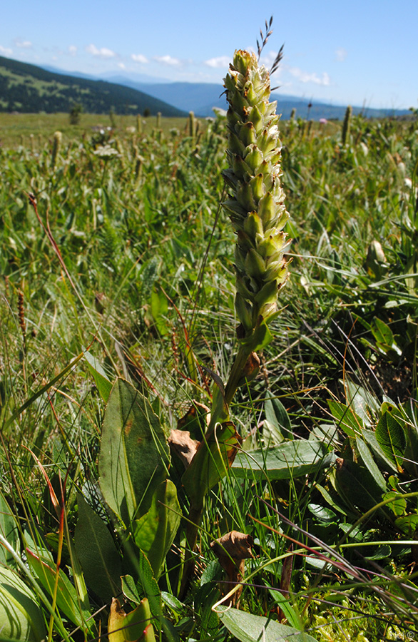 Image of Lagotis integrifolia specimen.