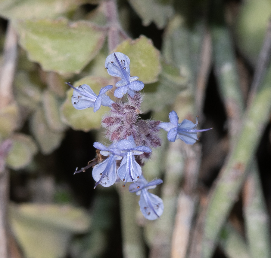 Image of Coleus australis specimen.