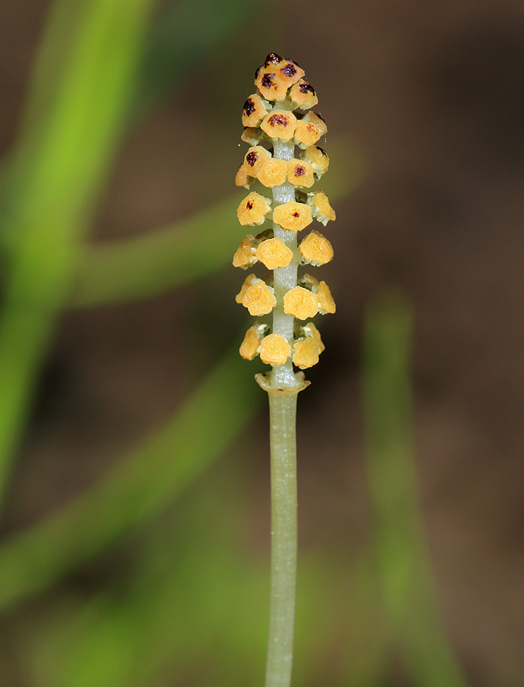 Image of Equisetum palustre specimen.