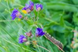 род Geranium