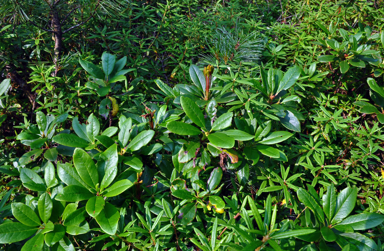 Image of Rhododendron aureum specimen.