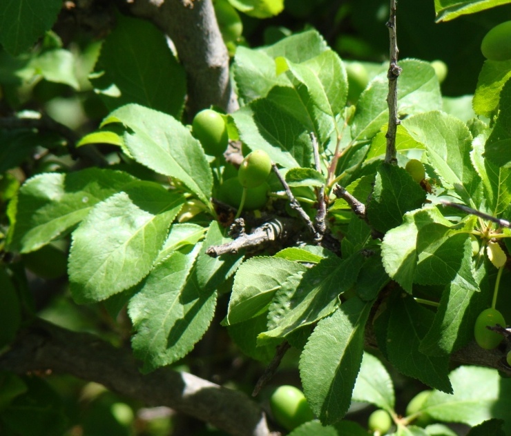 Image of Prunus cerasifera specimen.