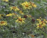 Inula helenium