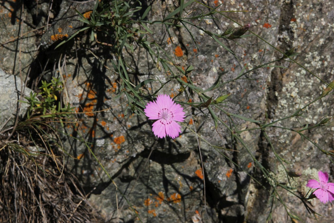 Изображение особи Dianthus versicolor.