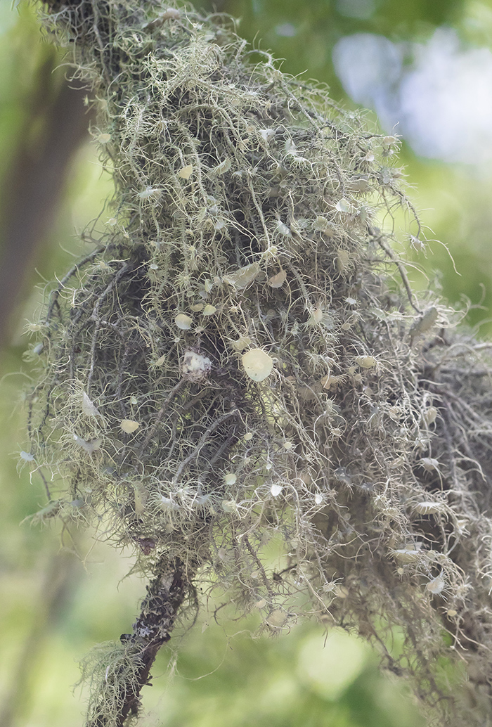 Image of Usnea florida specimen.