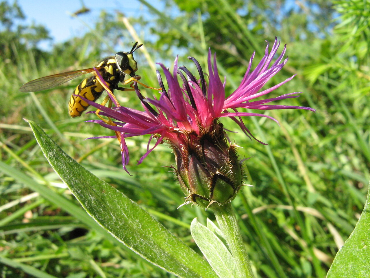 Image of Centaurea triumfettii ssp. axillaris specimen.