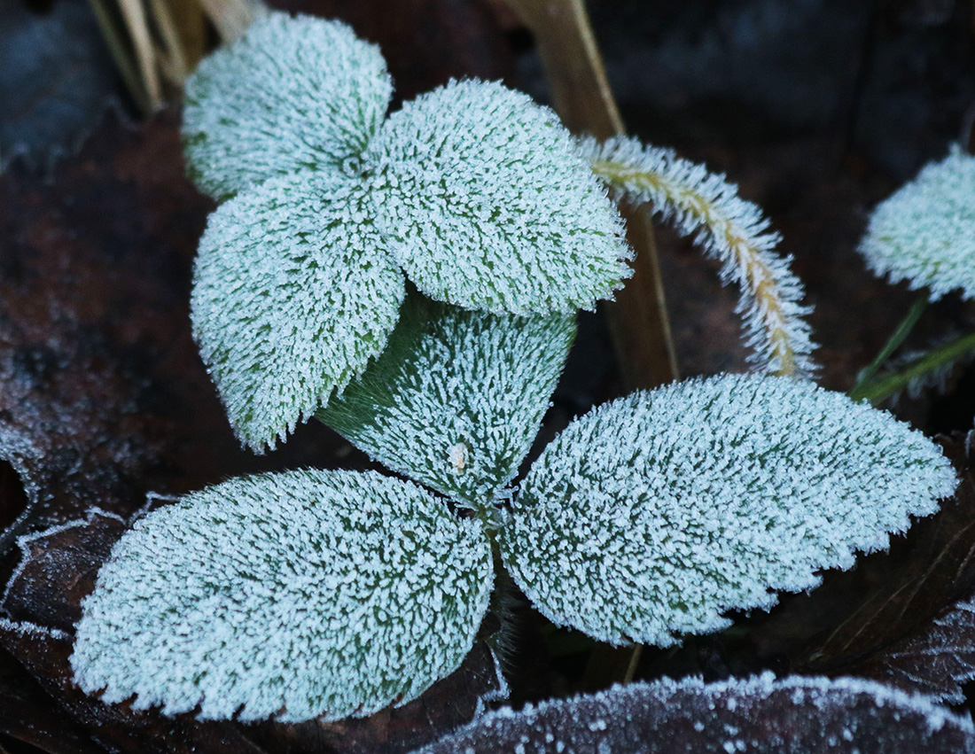 Изображение особи Fragaria moschata.