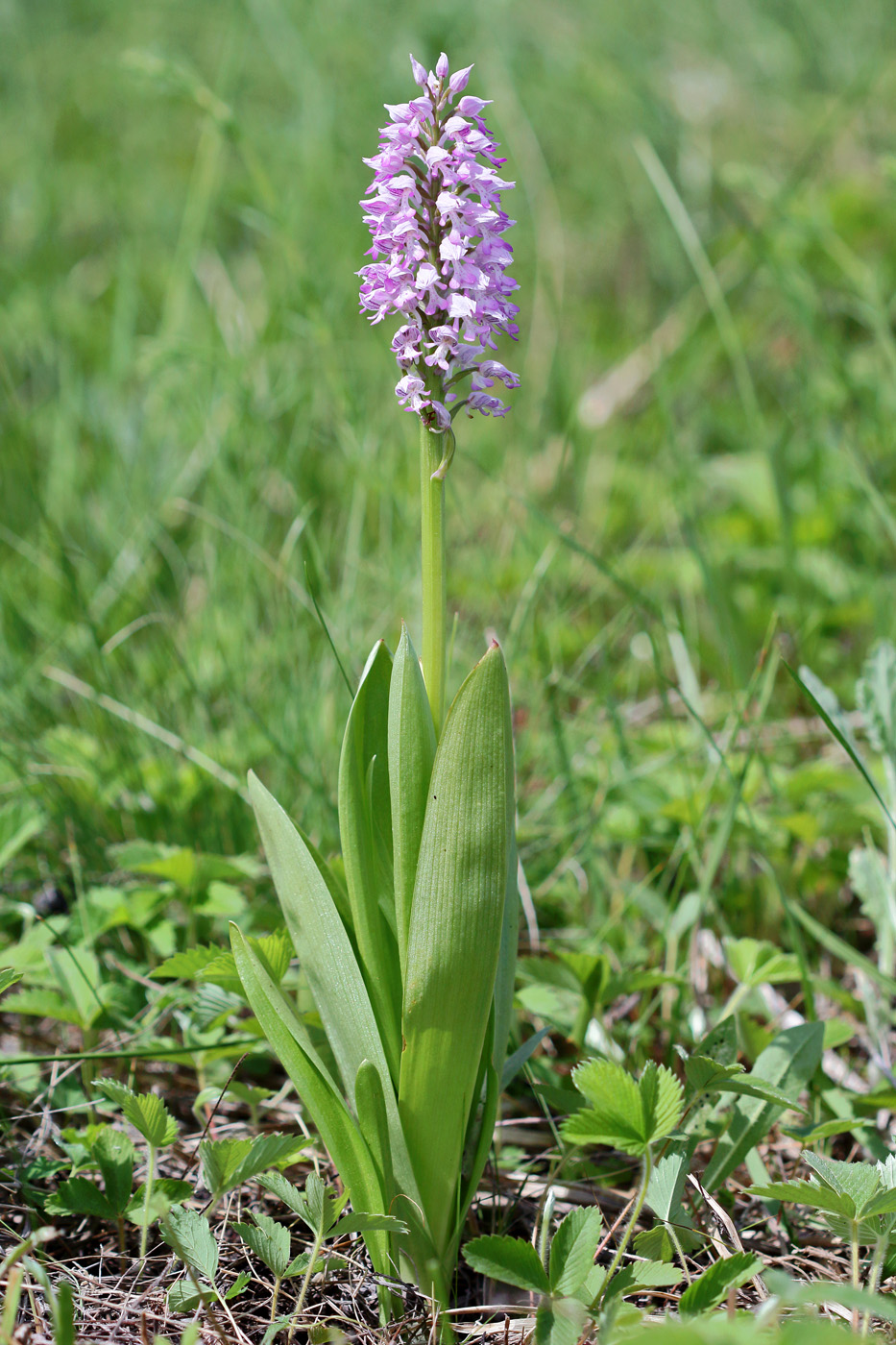 Image of Orchis militaris specimen.