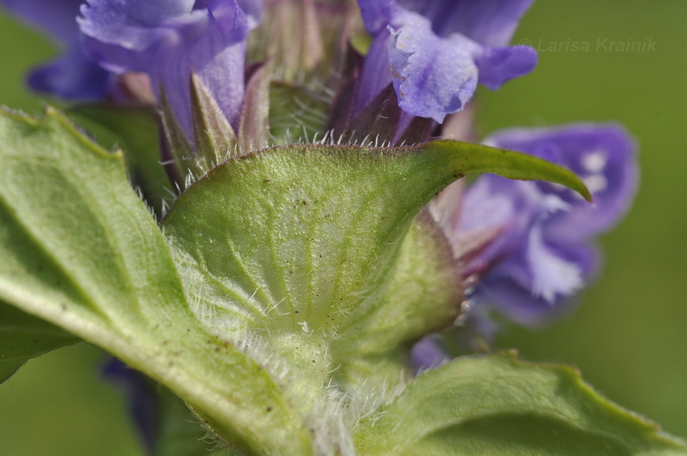 Image of Prunella japonica specimen.