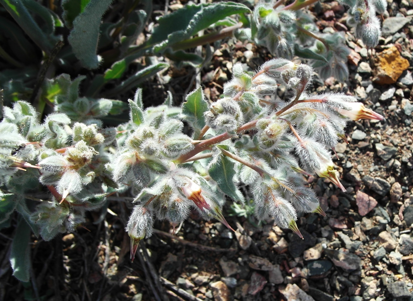 Image of Rindera tetraspis specimen.