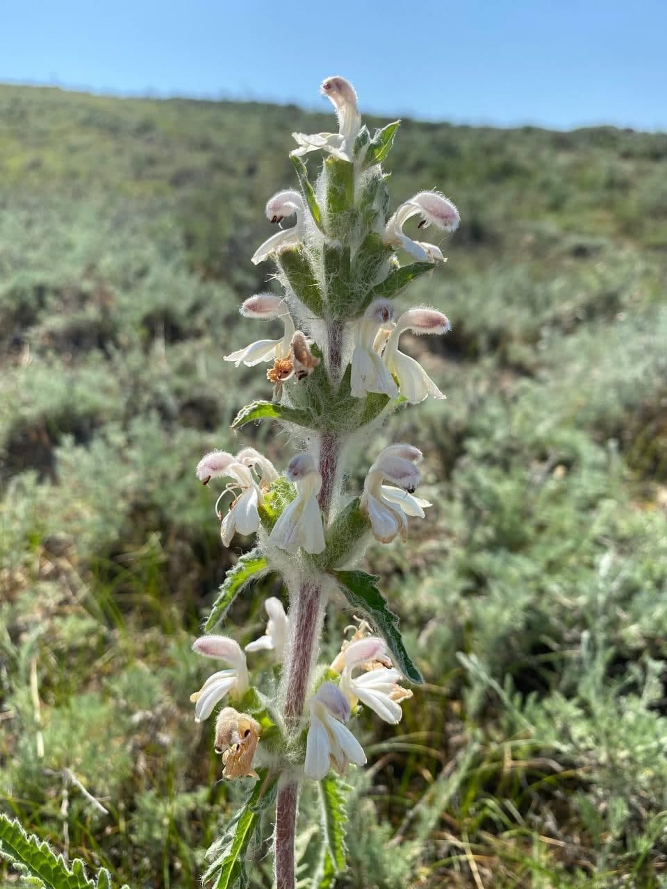 Image of Phlomoides kirghisorum specimen.