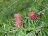 genus Larix. Часть ветки с молодыми шишками. Хабаровский край, окр. г. Комсомольск-на-Амуре, смешанный лес. 20.06.2022.