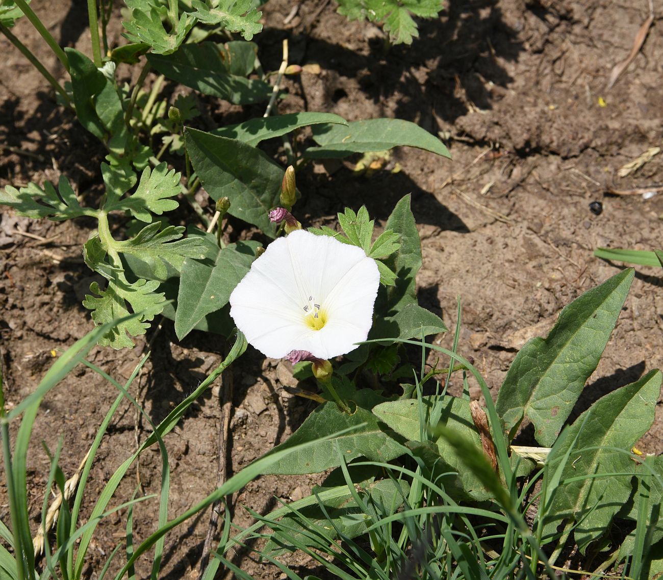 Image of Convolvulus arvensis specimen.