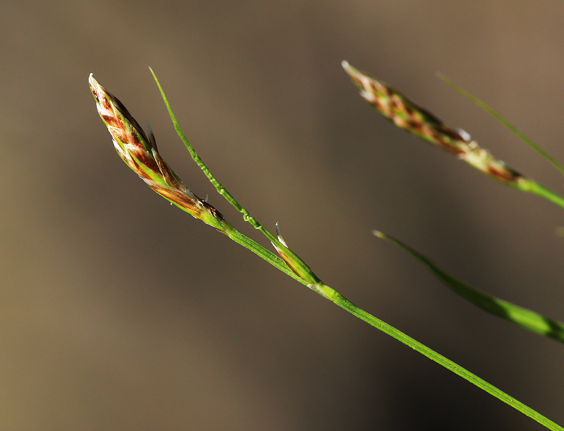 Image of Carex chloroleuca specimen.