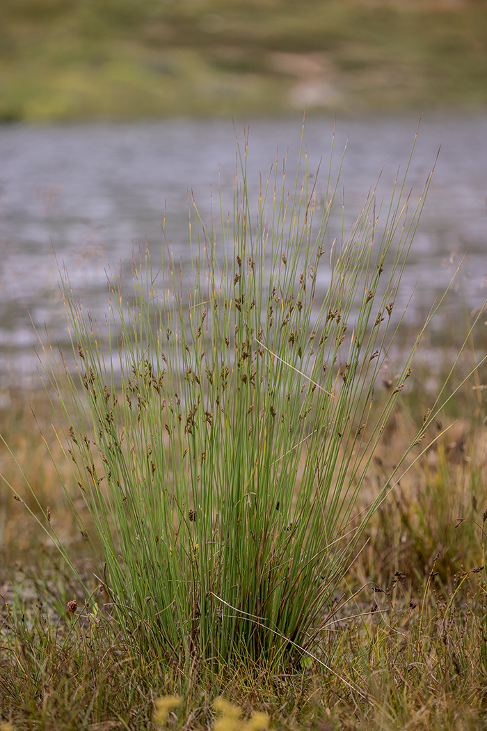 Изображение особи Juncus filiformis.