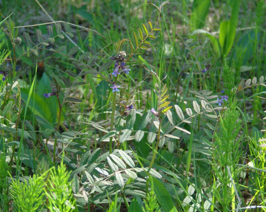 Image of Vicia sepium specimen.