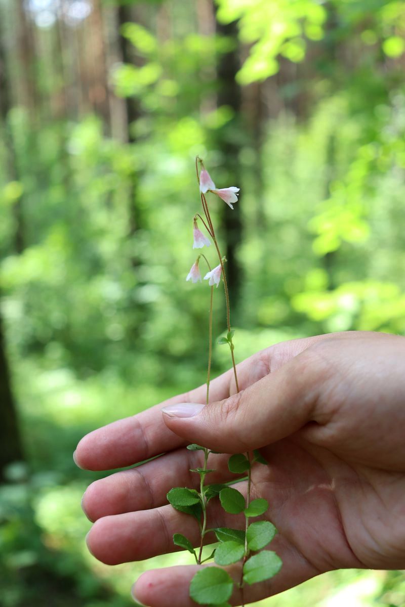 Изображение особи Linnaea borealis.