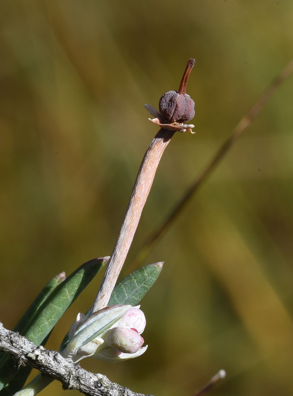 Image of Andromeda polifolia specimen.