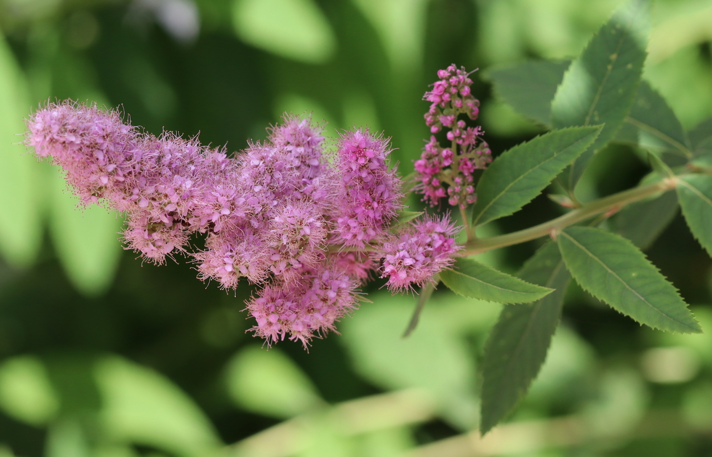 Image of Spiraea × billardii specimen.