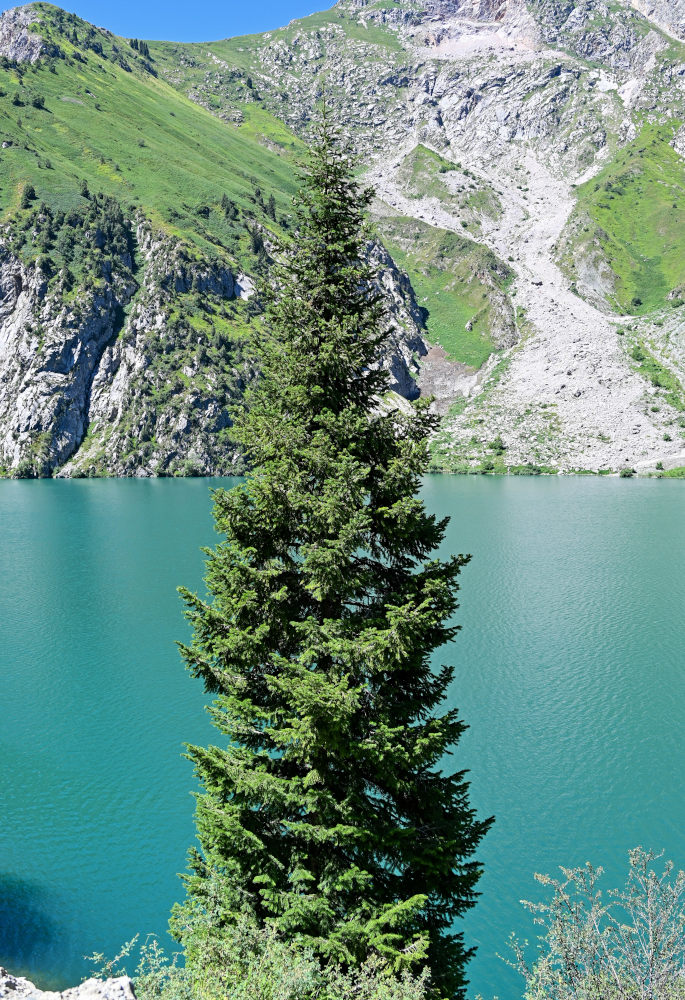 Image of Abies semenovii specimen.