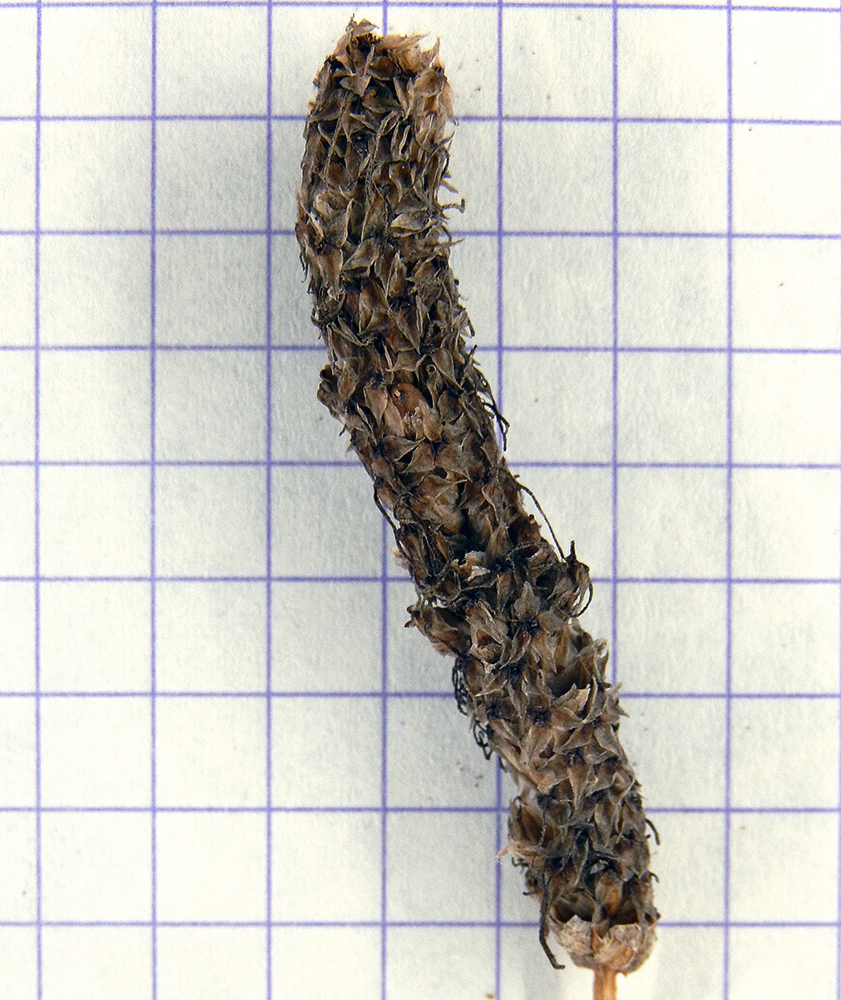 Image of Plantago lanceolata specimen.