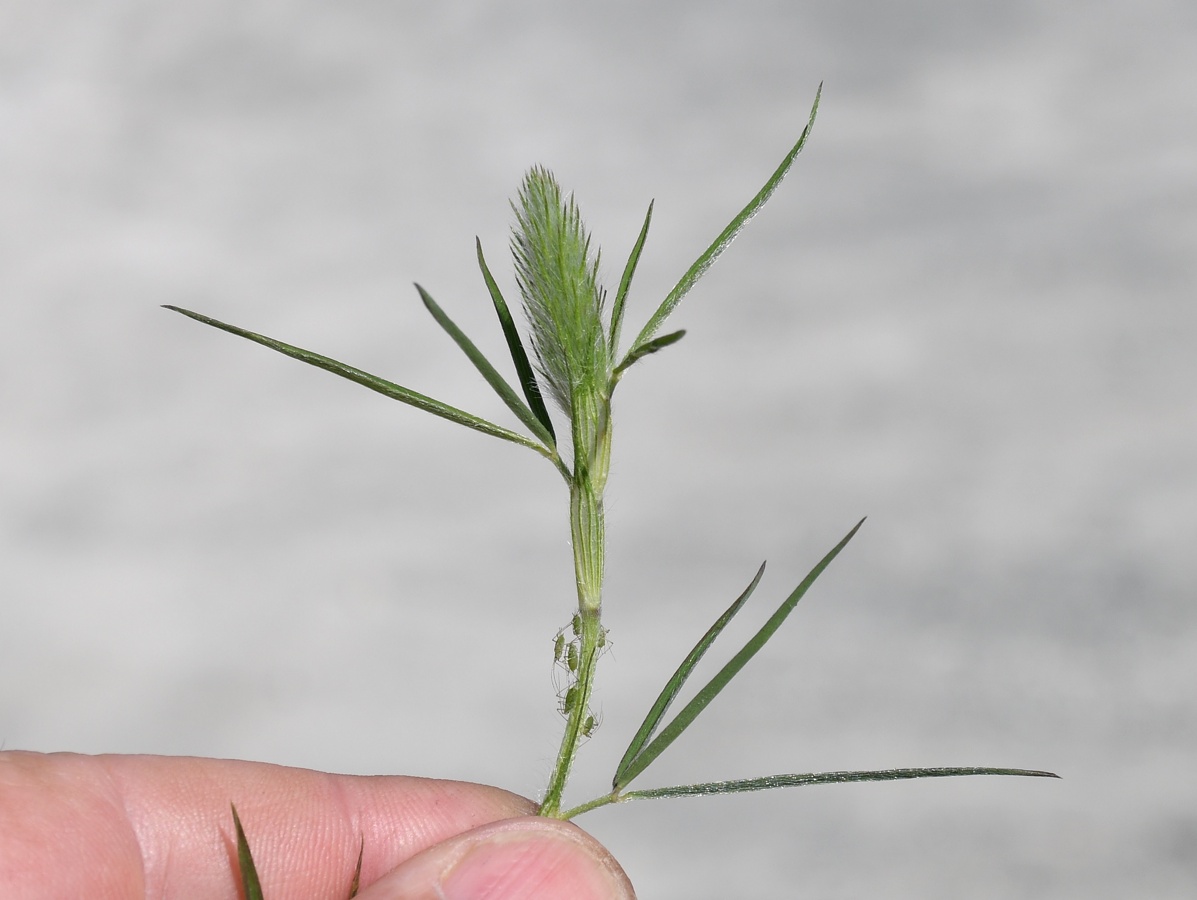 Изображение особи Trifolium angustifolium.