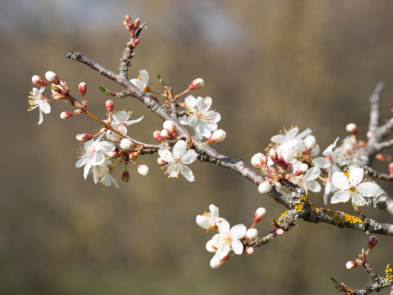 Image of Prunus cerasifera specimen.