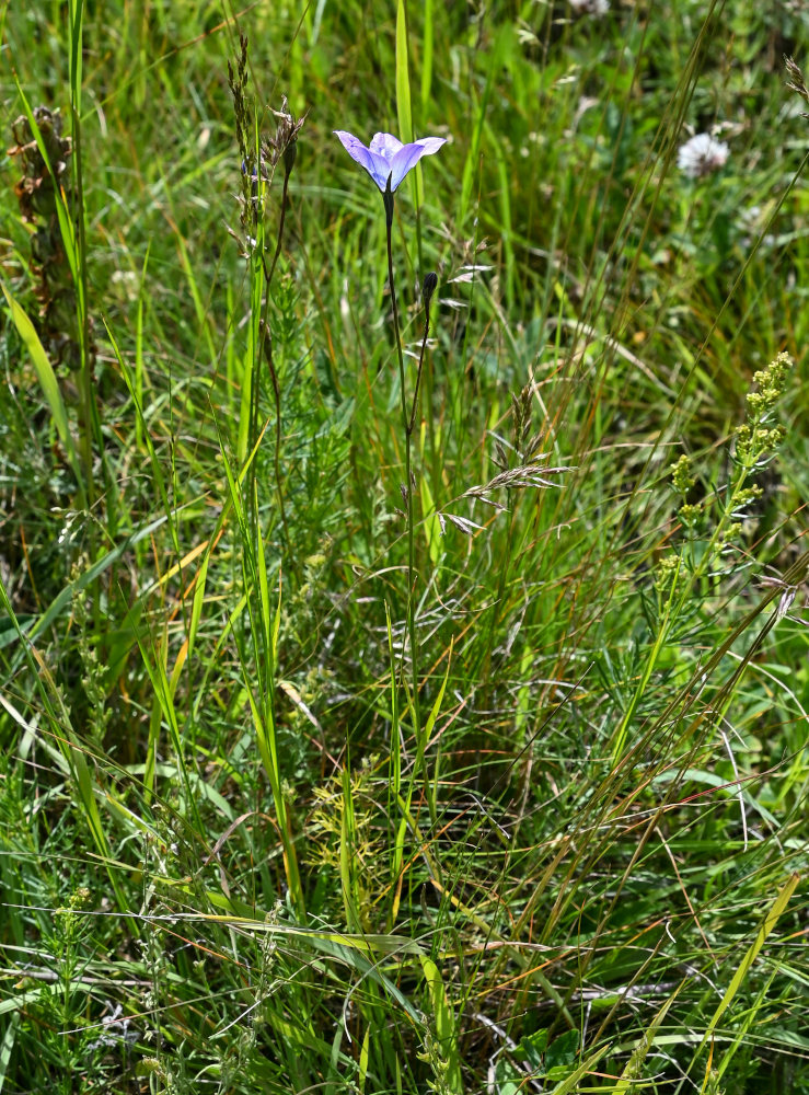 Изображение особи Campanula stevenii.