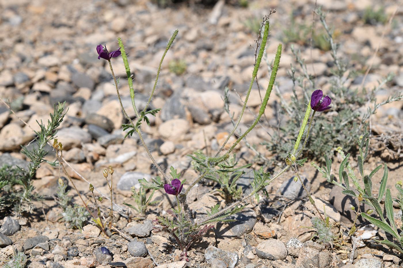 Image of Roemeria hybrida specimen.