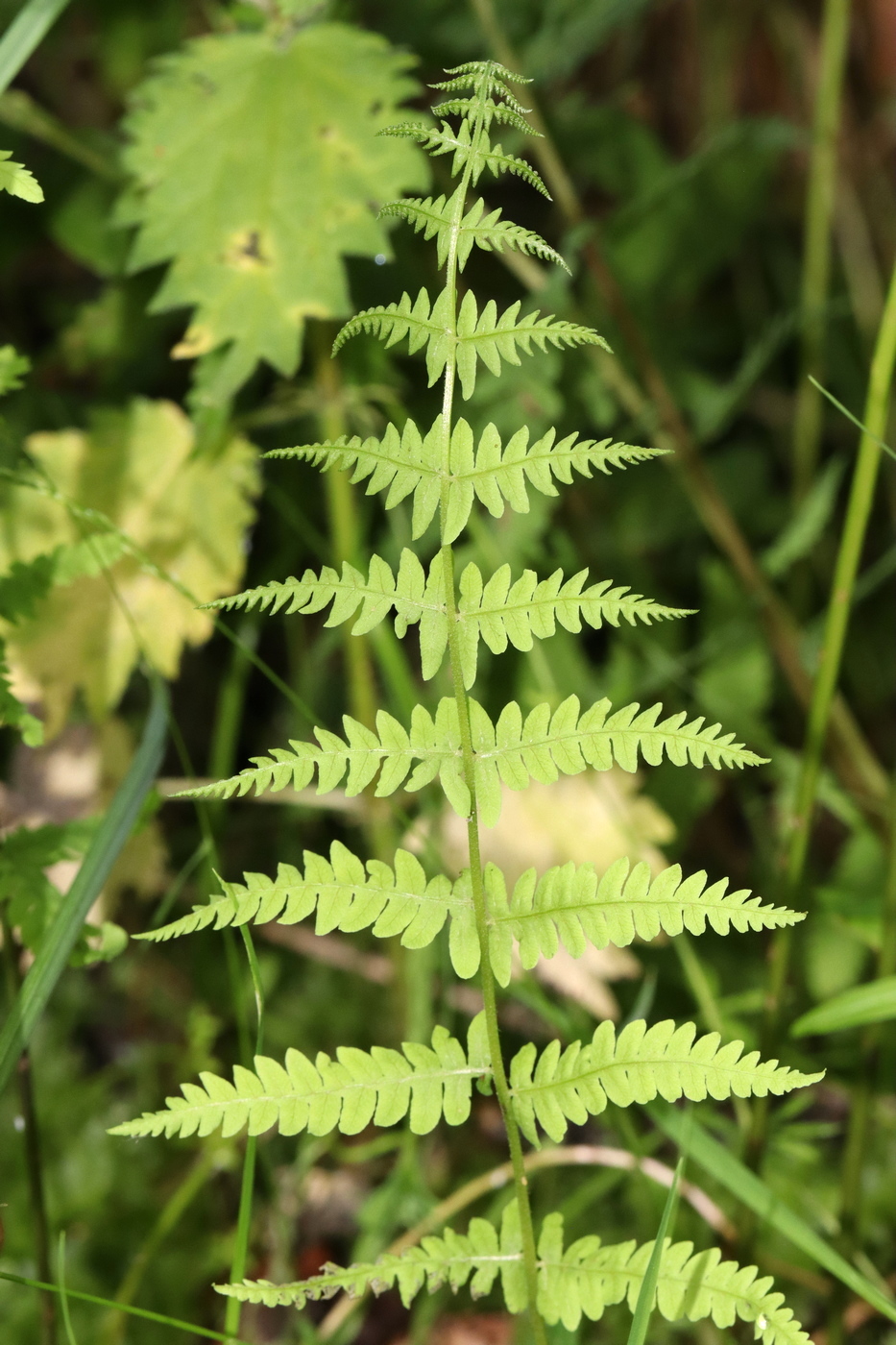 Изображение особи Thelypteris palustris.