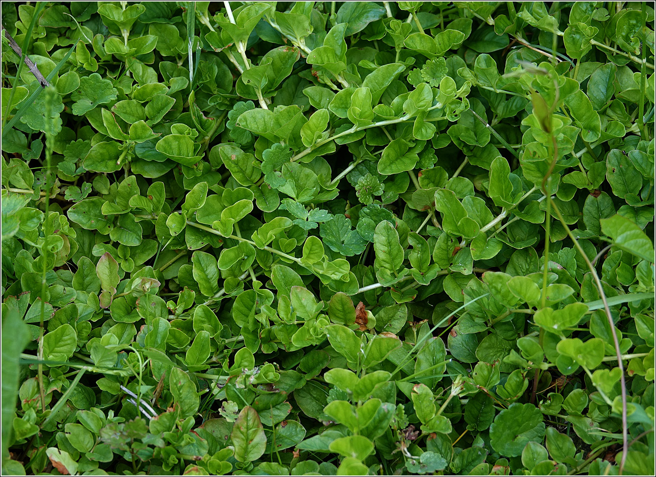 Image of Lysimachia nummularia specimen.