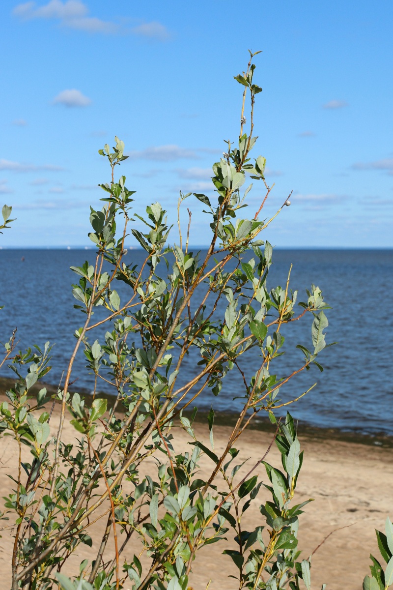 Image of Salix phylicifolia specimen.