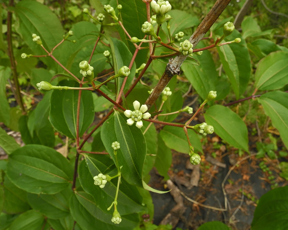 Изображение особи Heptacodium miconioides.