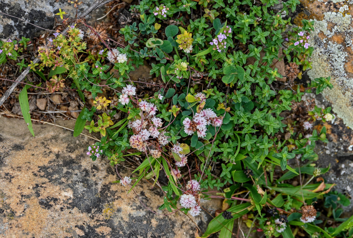 Image of genus Cuscuta specimen.