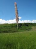 Hordeum brevisubulatum. Верхушка колосящегося растения. Восточный Казахстан, Южный Алтай, сев. подножья хр. Сарымсакты, Бухтарминская впадина, ур. Кара-Джир, разнотравье на берегу термального ручья. 26 июня 2023 г.