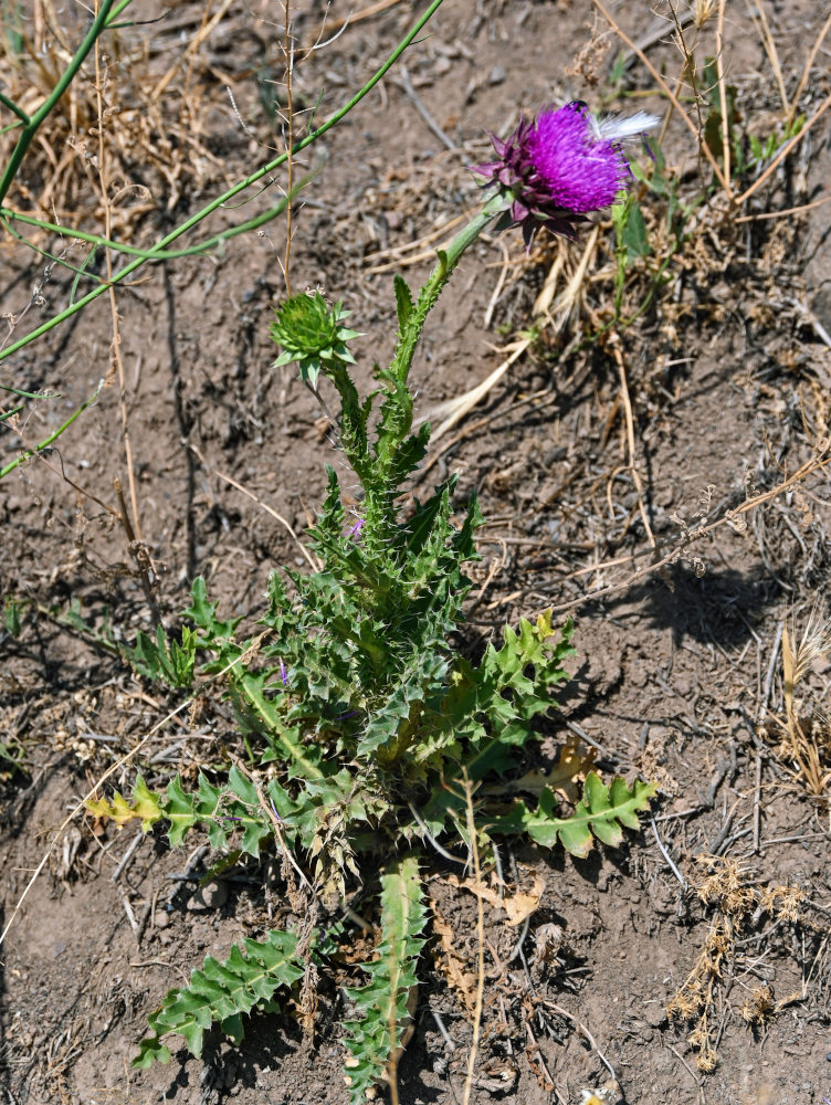 Image of Carduus thoermeri specimen.