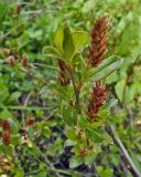 Смотреть изображение Salix × grahamii