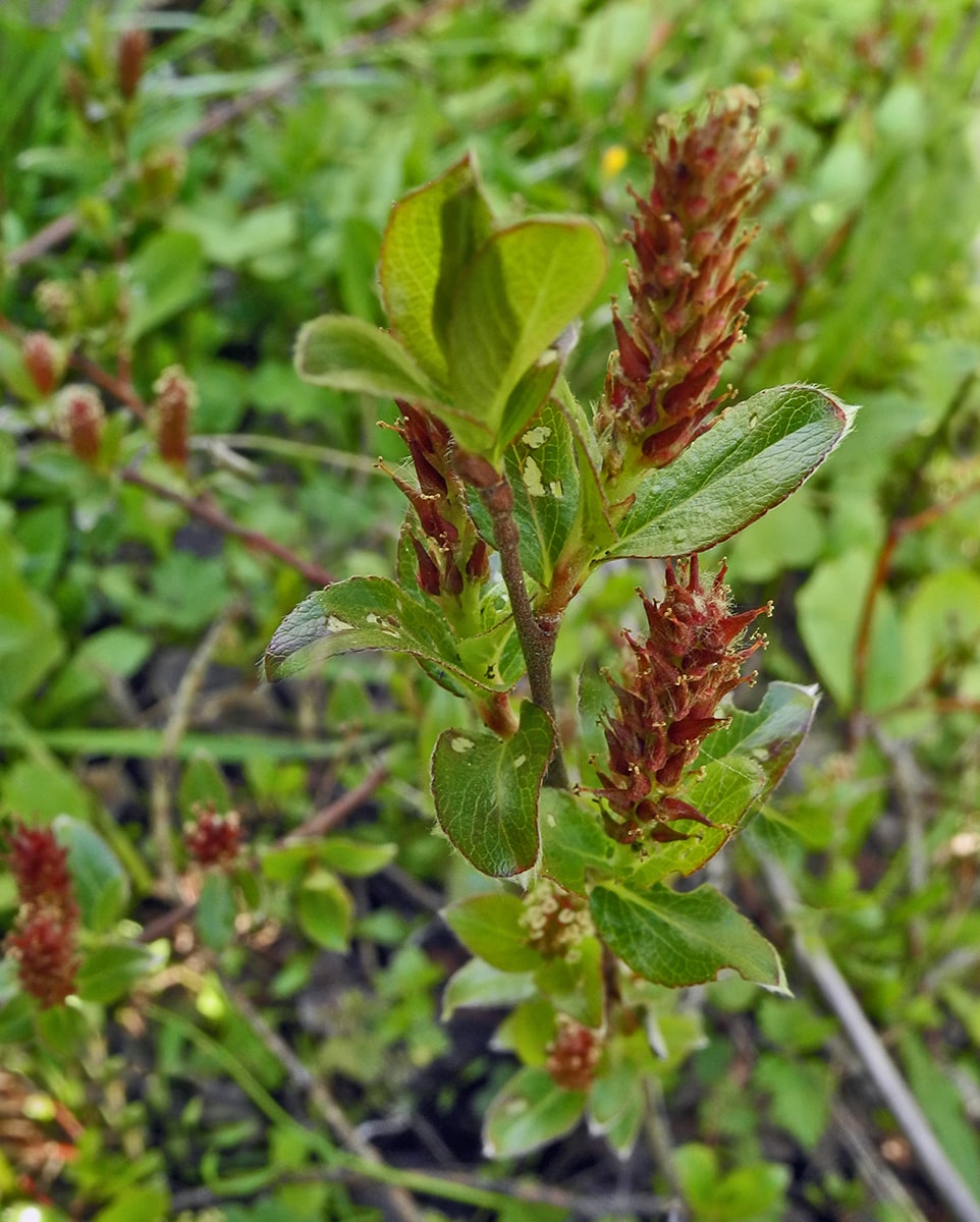 Image of Salix &times; grahamii specimen.