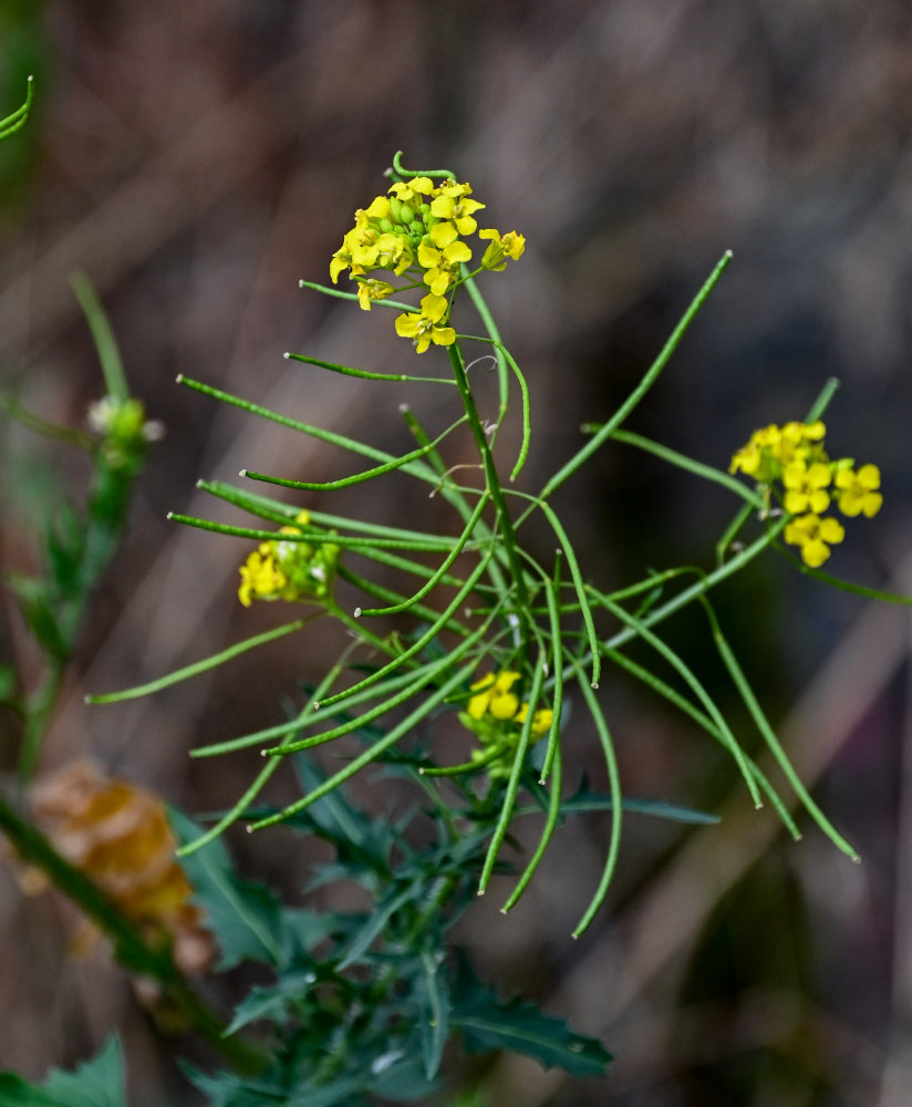 Изображение особи род Sisymbrium.