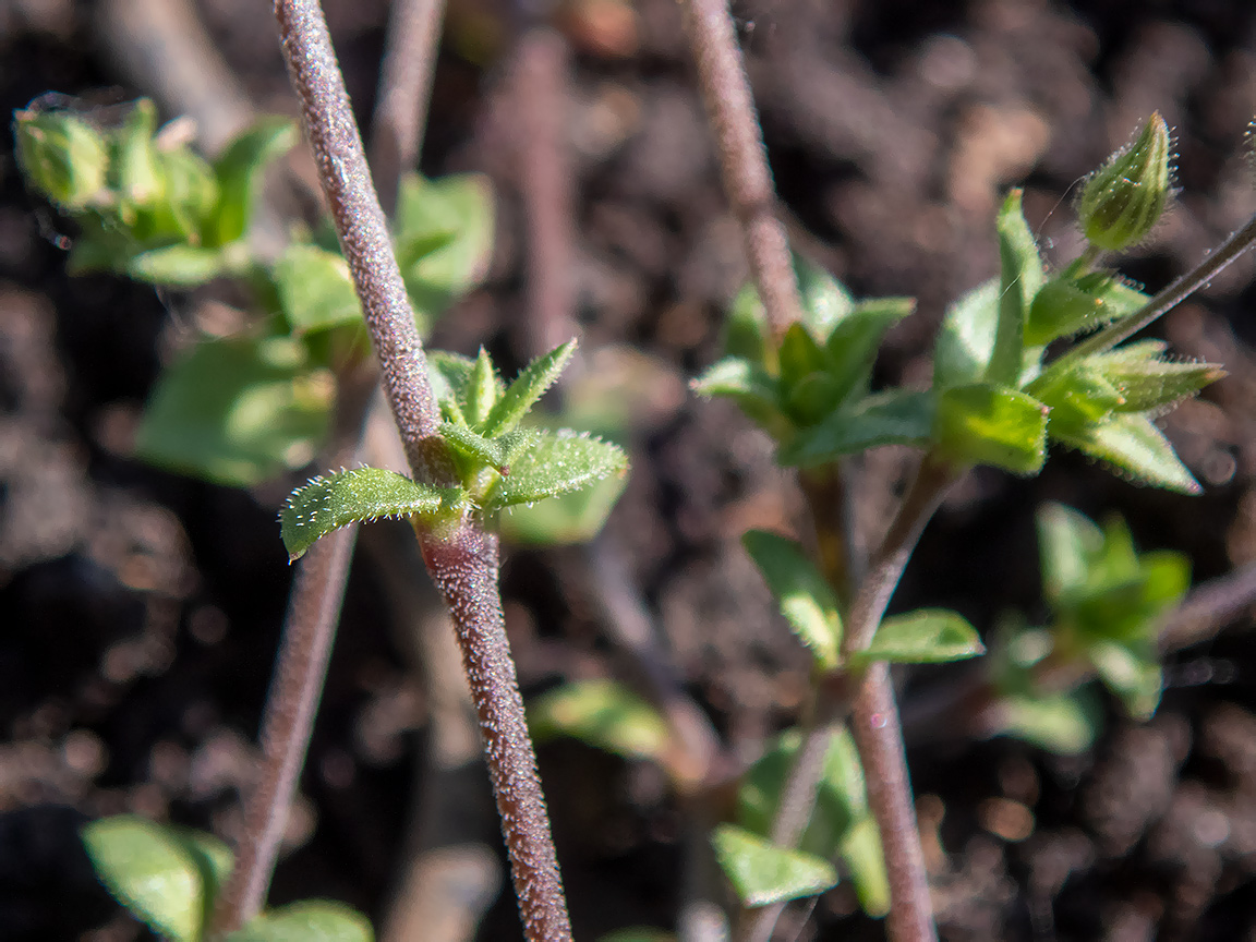 Изображение особи Arenaria serpyllifolia.