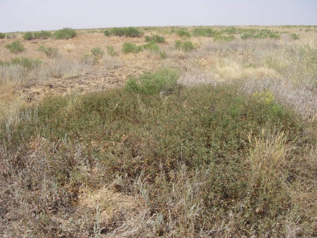 Изображение особи Potentilla bifurca.