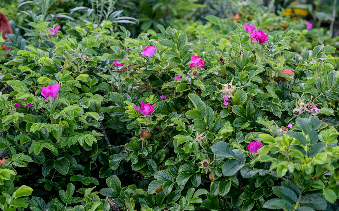 Image of Rosa rugosa specimen.