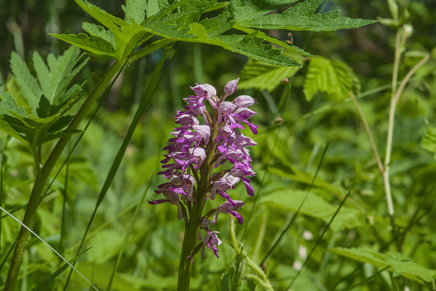 Изображение особи Orchis militaris.