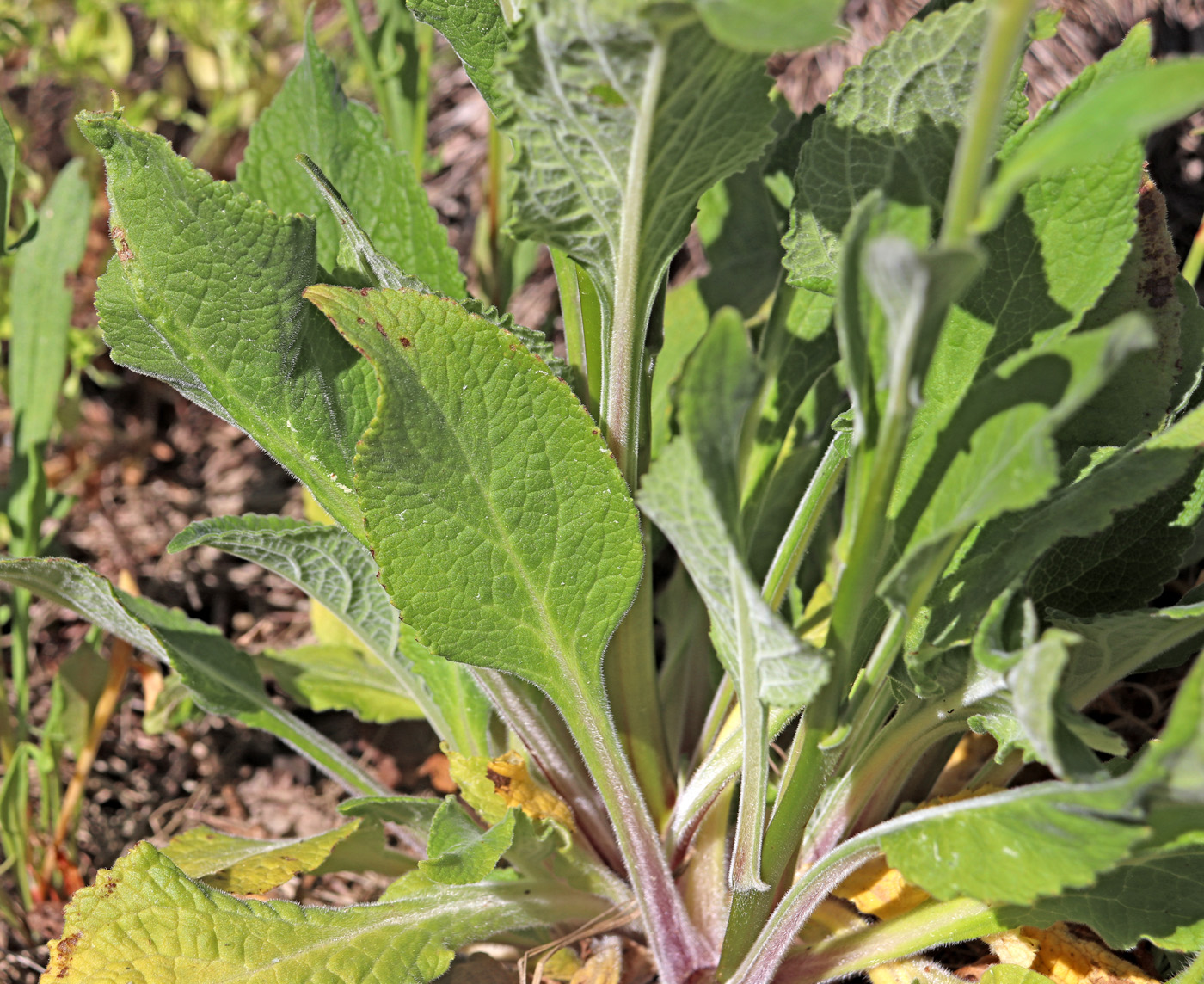 Image of Digitalis purpurea specimen.