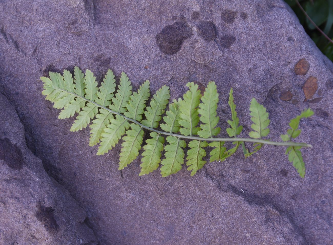 Image of genus Dryopteris specimen.