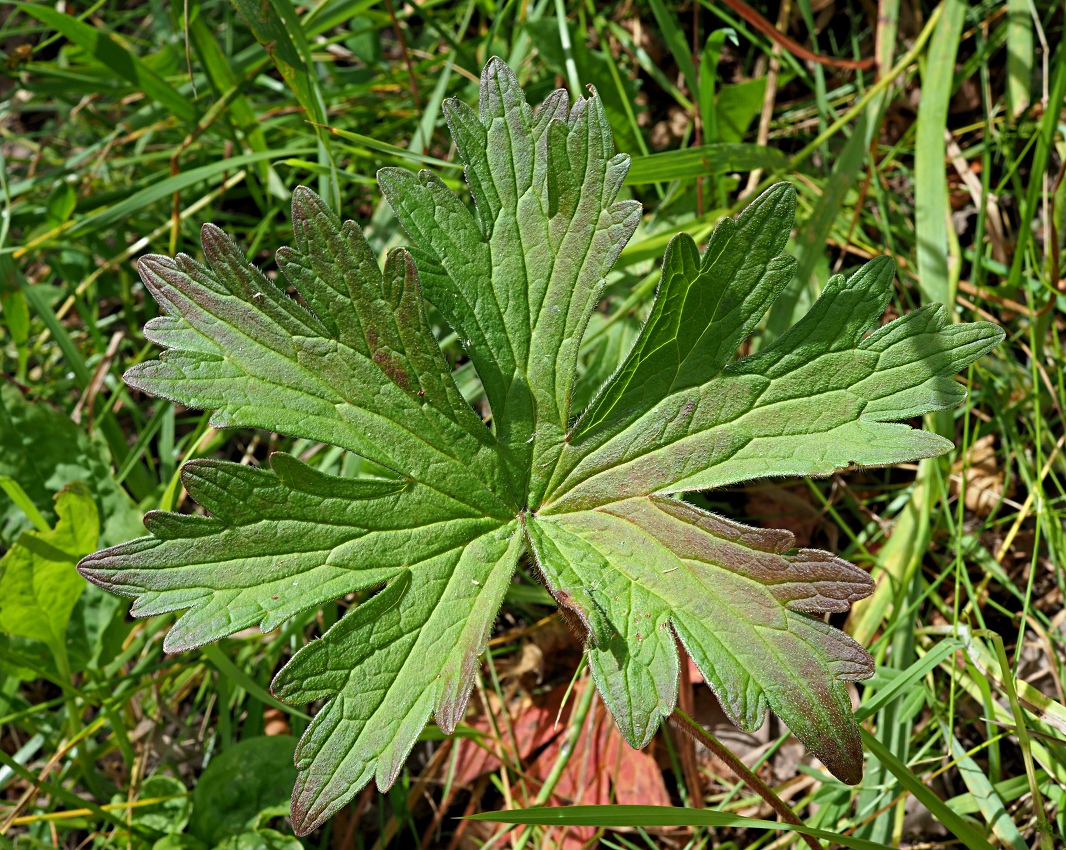 Изображение особи Geranium palustre.