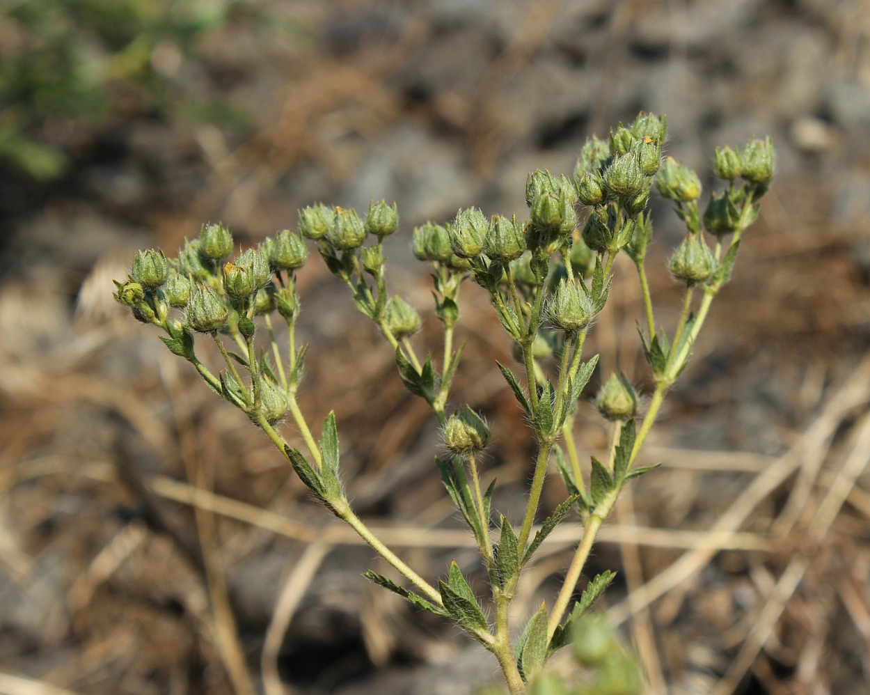 Изображение особи Potentilla recta.