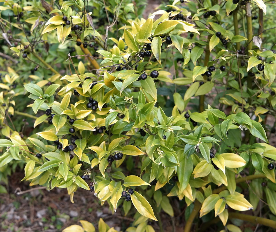 Image of genus Sarcococca specimen.