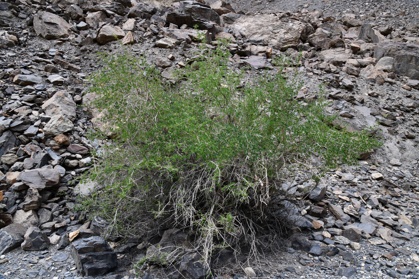 Image of Lonicera microphylla specimen.